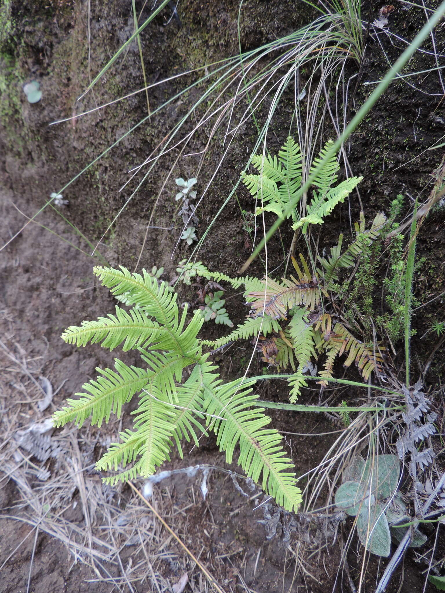 Image of Sticherus umbraculifer (Kunze) Ching