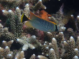 Image of Acropora Butterfly