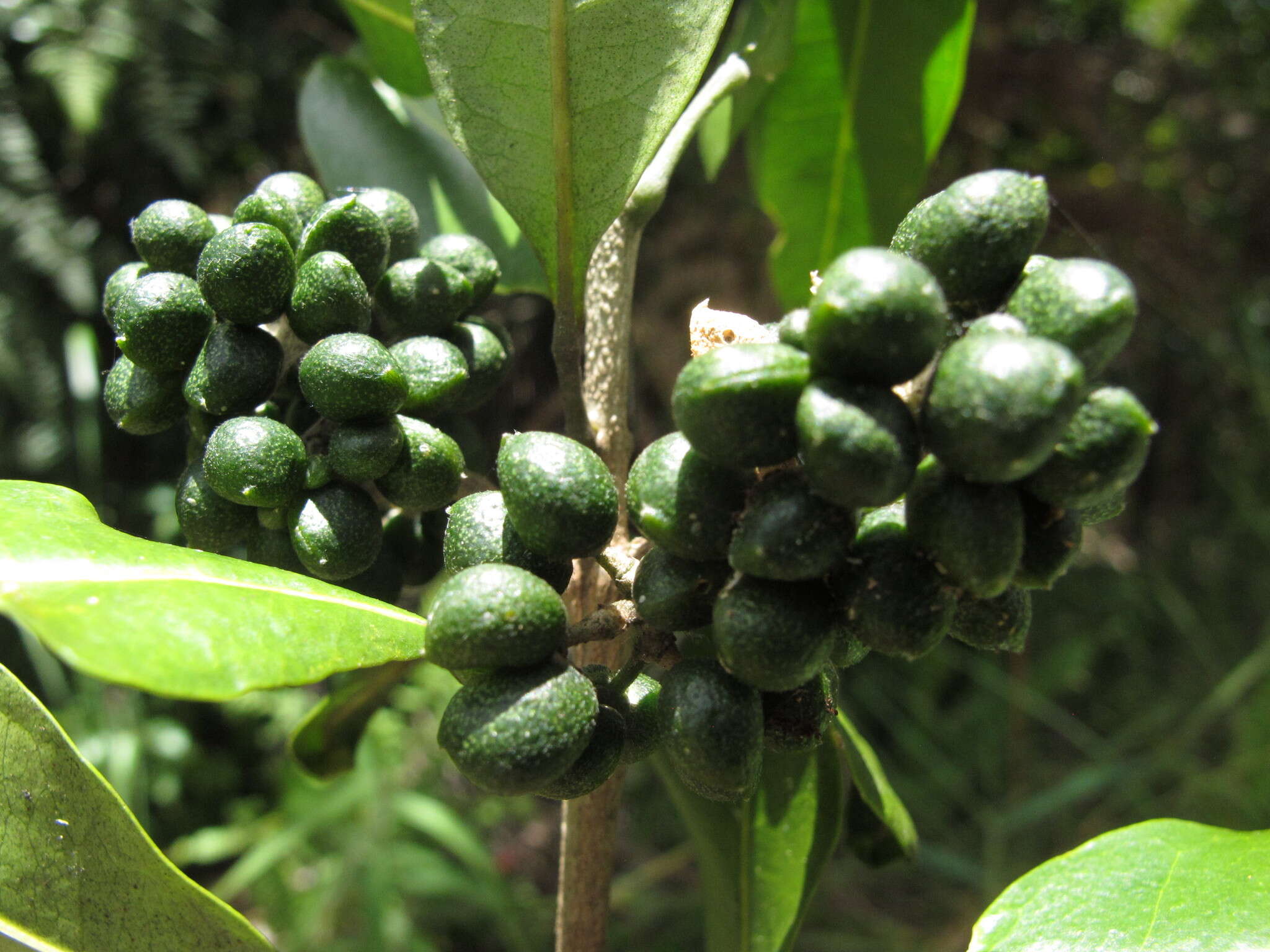 Image of Melicope madagascariensis (Baker) T. G. Hartley