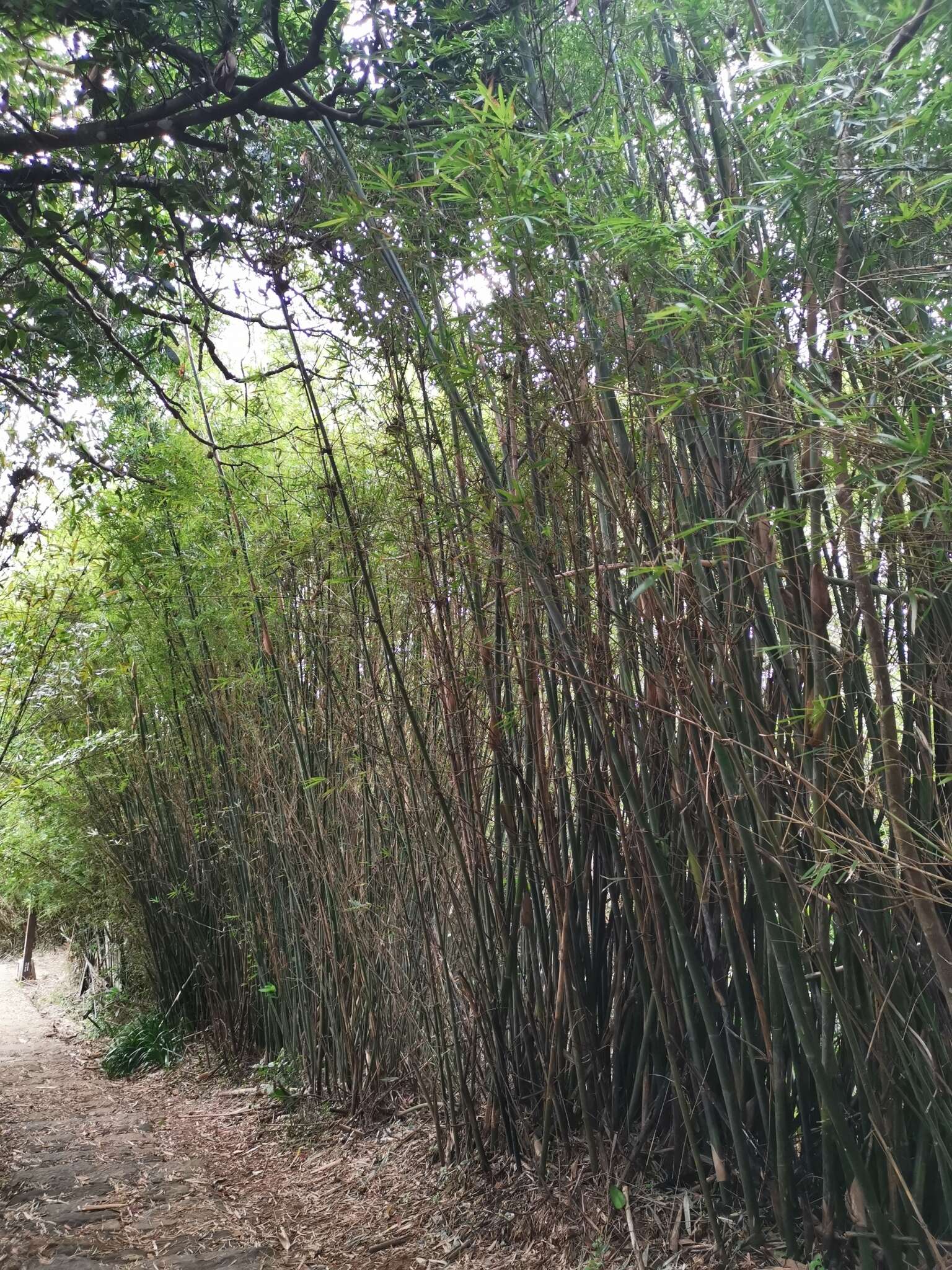 Image of hedge bamboo