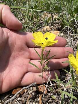 Oenothera berlandieri subsp. pinifolia (Engelm.) W. L. Wagner & Hoch resmi