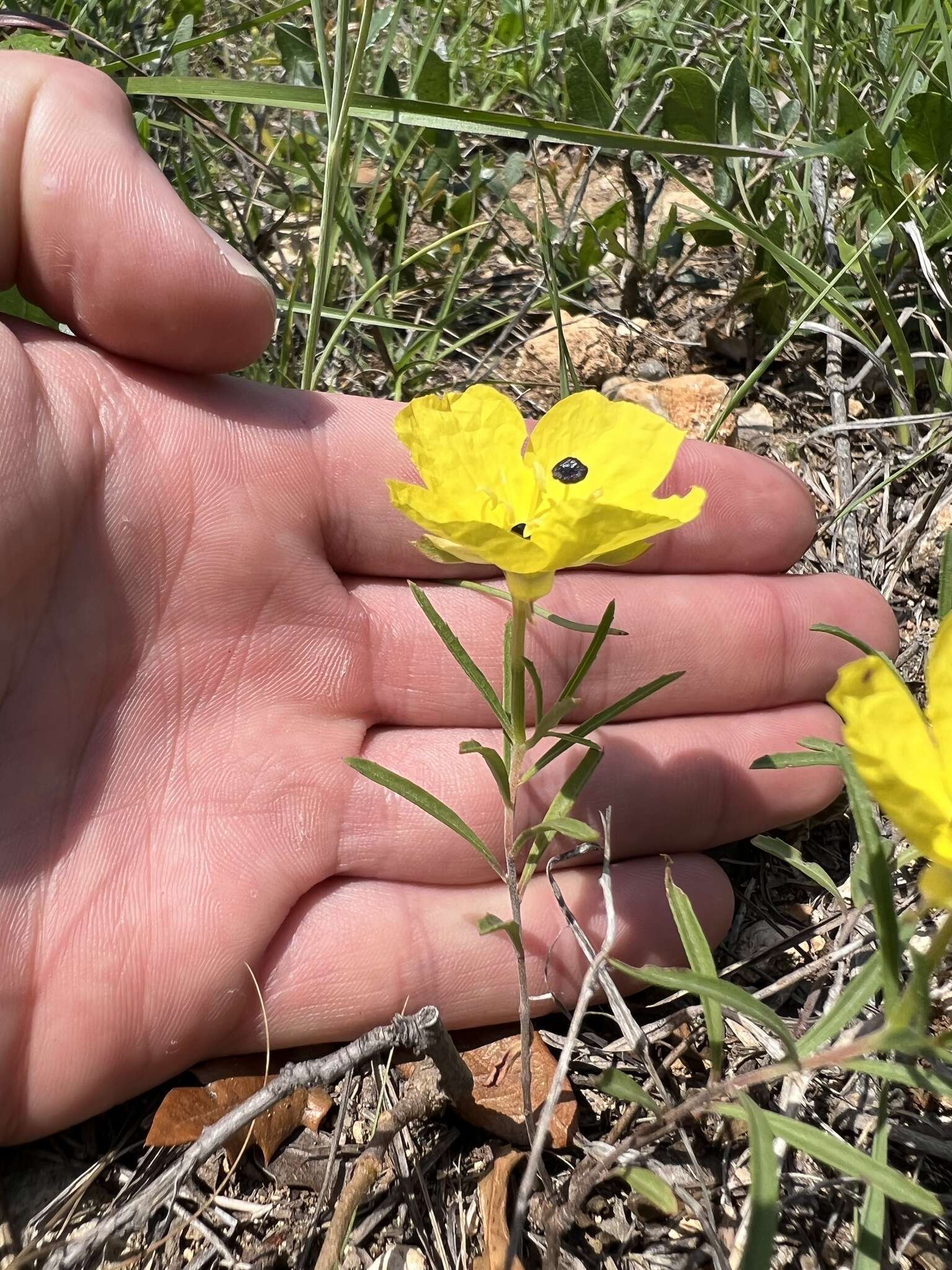 Oenothera berlandieri subsp. pinifolia (Engelm.) W. L. Wagner & Hoch resmi