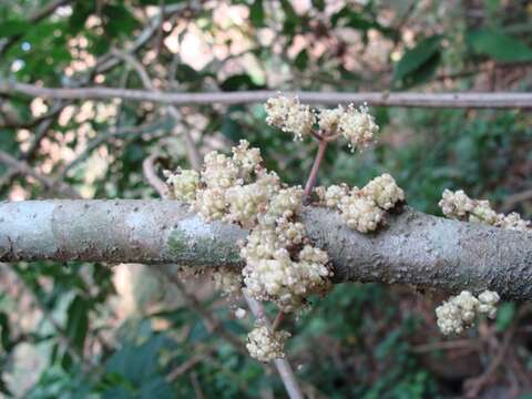 Plancia ëd Urera elata (Sw.) Griseb.