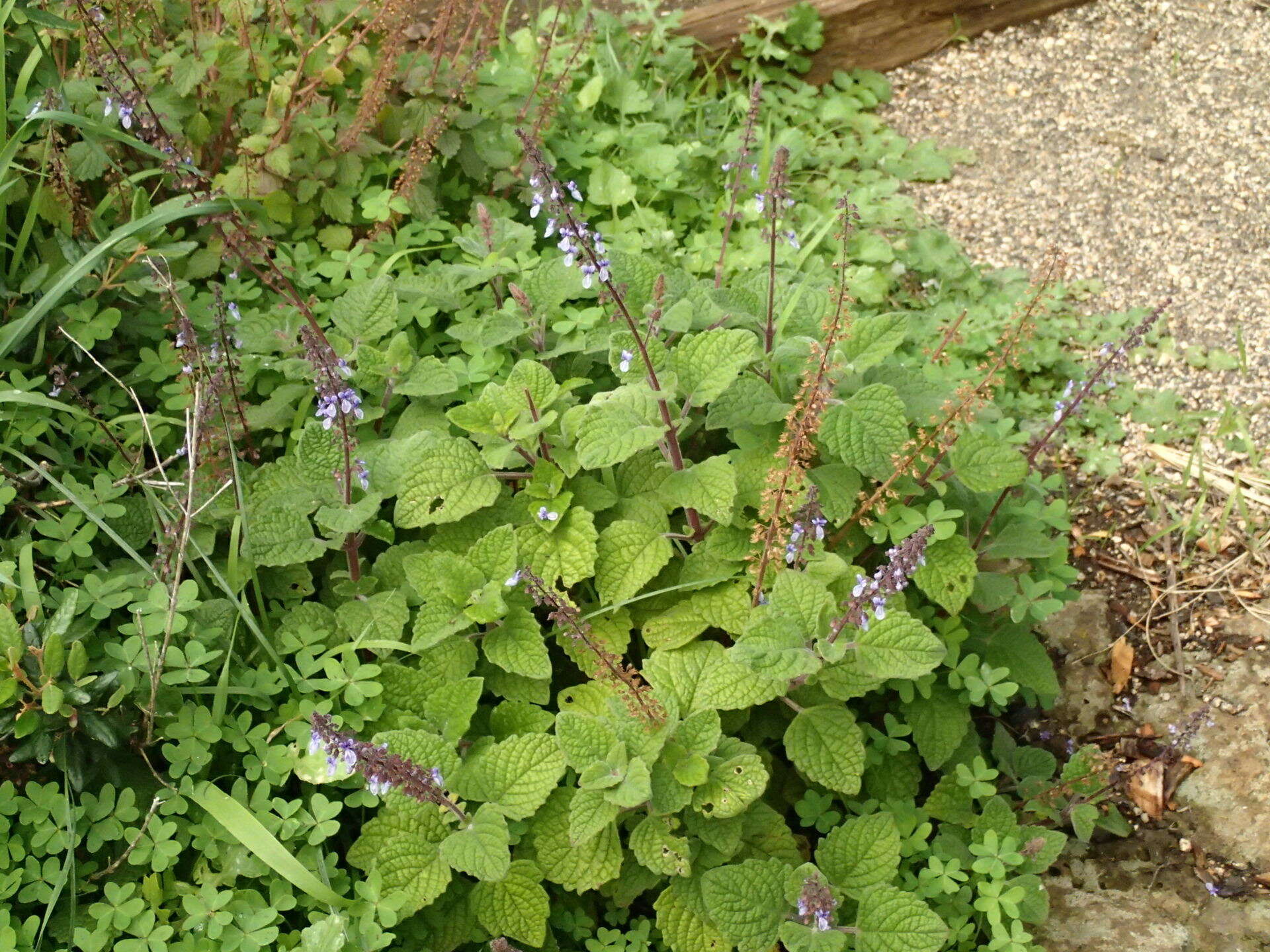 صورة <i>Coleus australis</i>