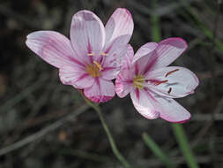 Image of Geissorhiza elsiae Goldblatt