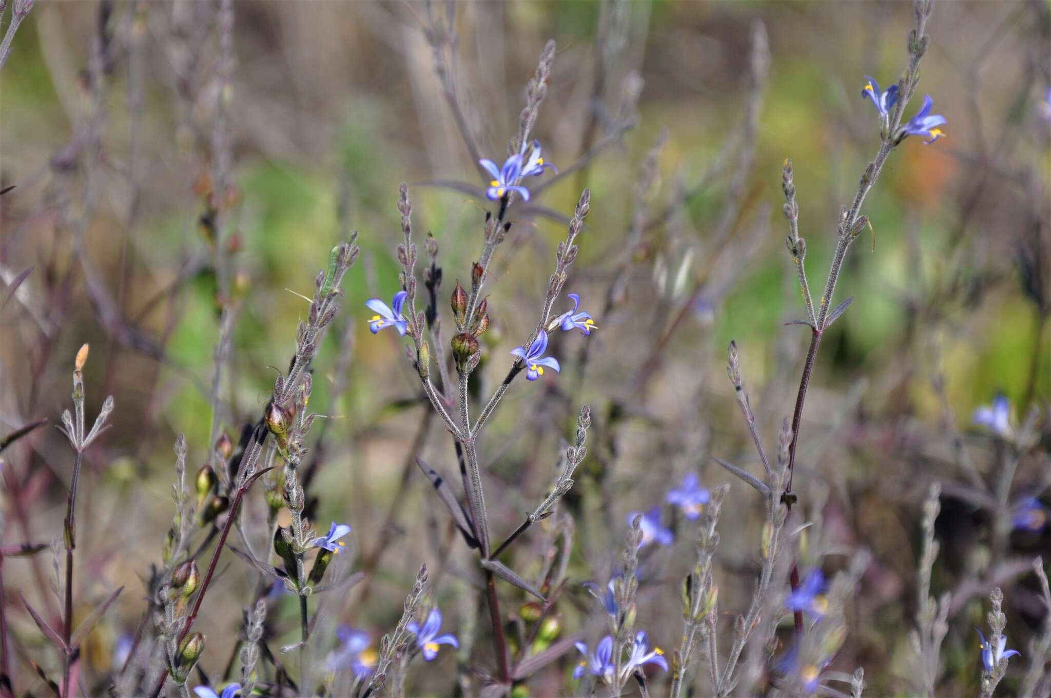 Image of smallflower wrightwort