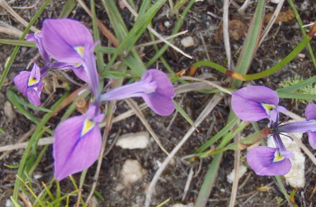 Image of Moraea tripetala subsp. tripetala