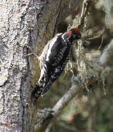 Plancia ëd Sphyrapicus nuchalis Baird & SF 1858