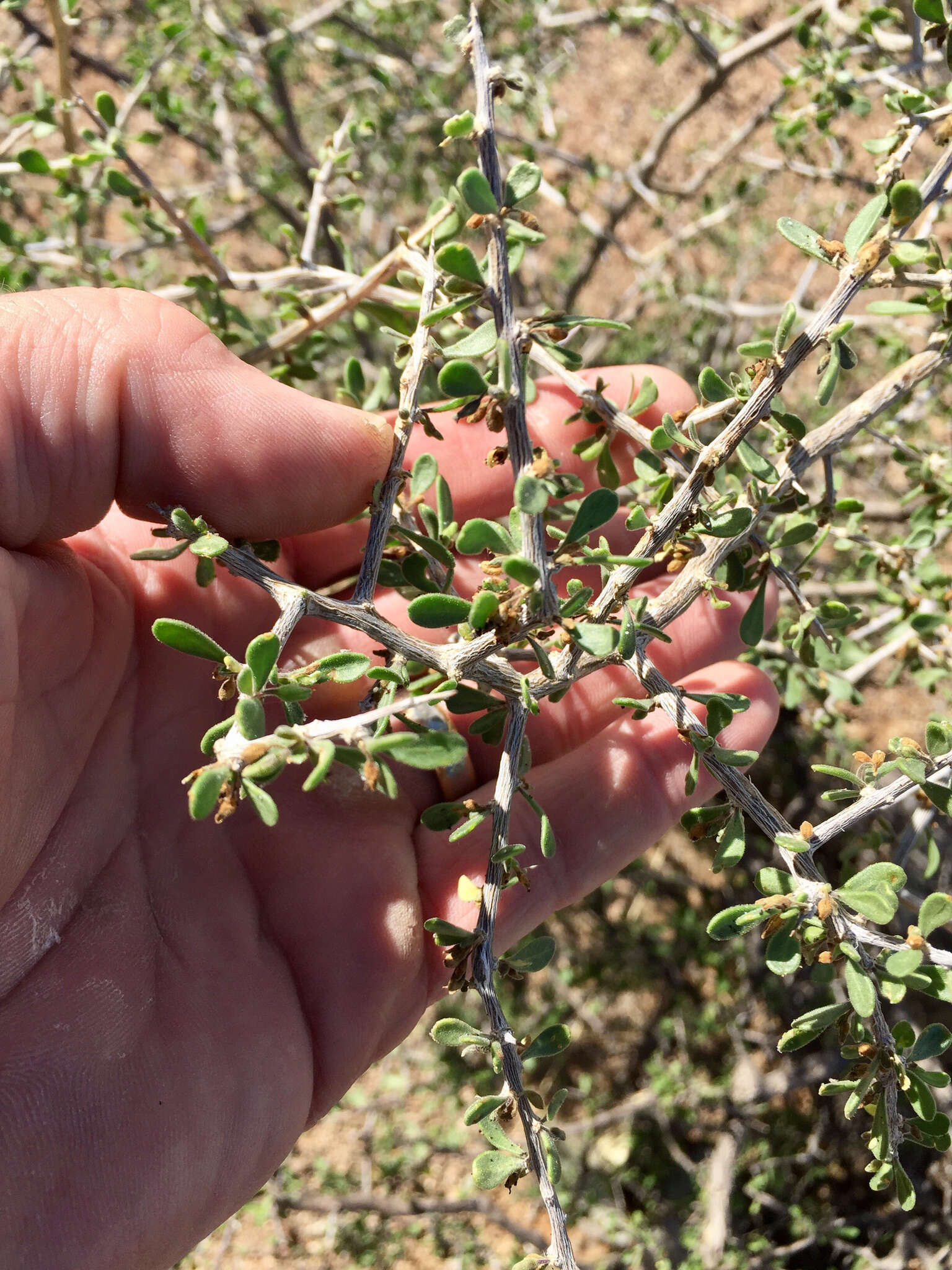 Image of Arizona desert-thorn