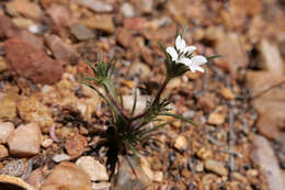 Image of dwarf western rosinweed