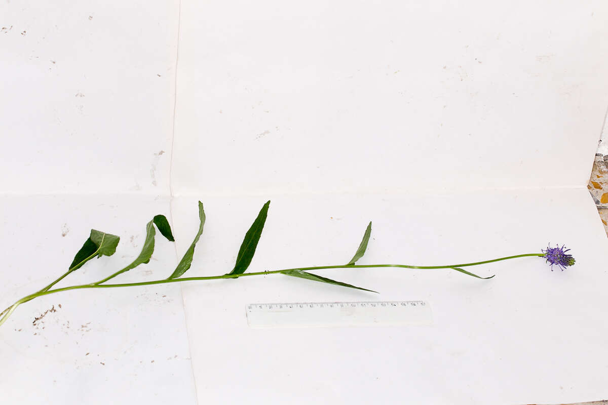 Image of Betony-leaved Rampion