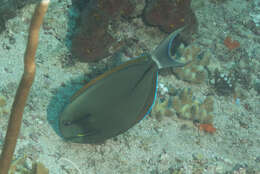 Image of Black-barred Surgeonfish