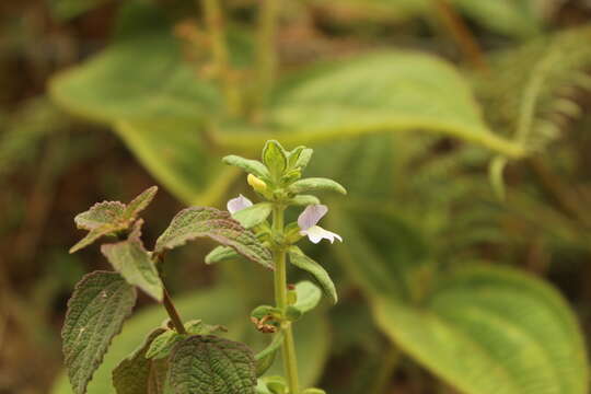 Sivun Achetaria bicolor Pennell kuva