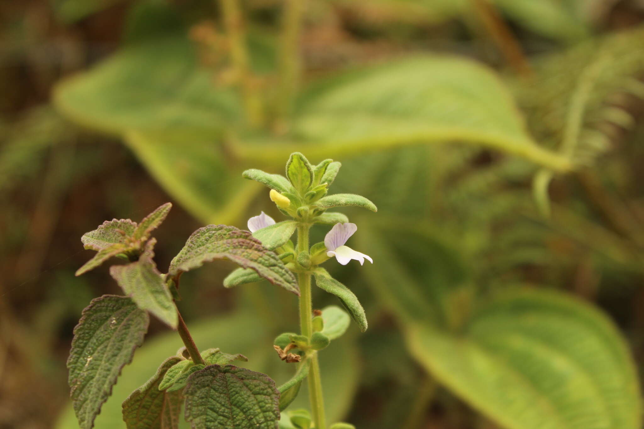 Image de Achetaria bicolor Pennell