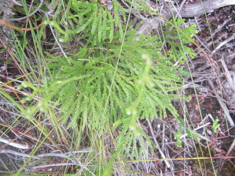 Imagem de Diphasiastrum zanclophyllum (J. H. Wilce) Holub