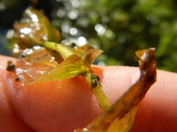 Image of Perfoliate Pondweed