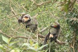 Image of Gray-shanked Douc Langur