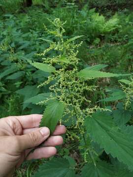 Image of Urtica dioica subsp. pubescens (Ledeb.) Domin