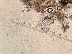 Image of Sarcopyrenia calcarea Lendemer & R. C. Harris 2013