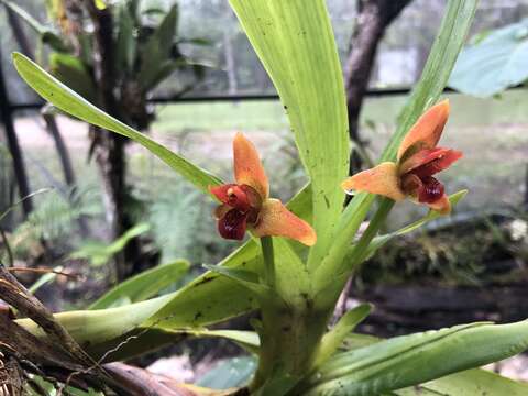 Maxillaria elatior (Rchb. fil.) Rchb. fil. resmi