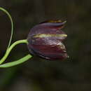 Image of Fritillaria messanensis subsp. gracilis (Ebel) Rix