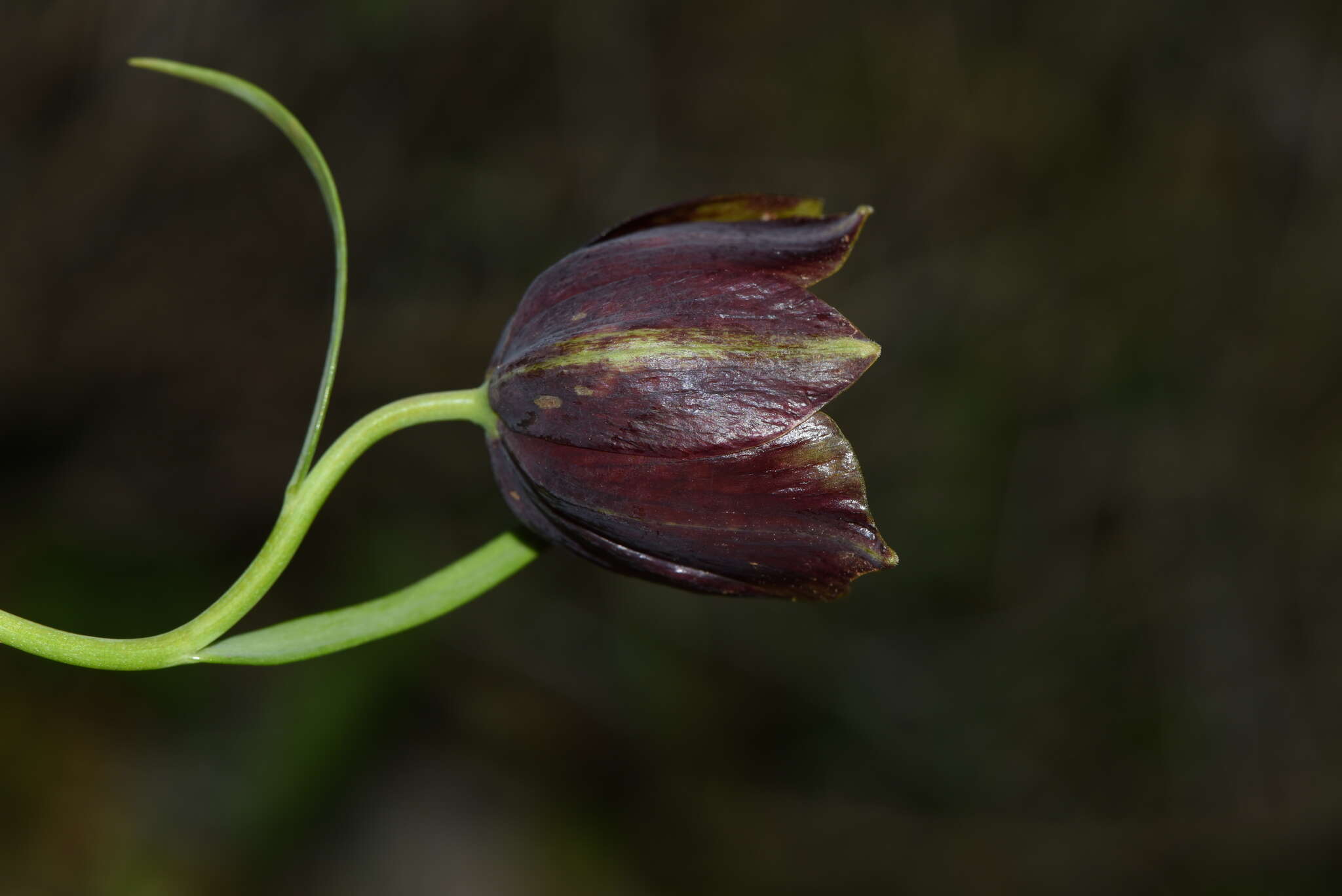 Image of Fritillaria messanensis subsp. gracilis (Ebel) Rix