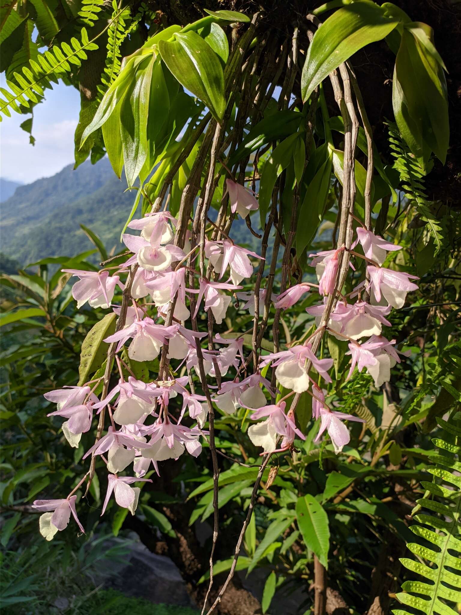 Image of Hooded orchid