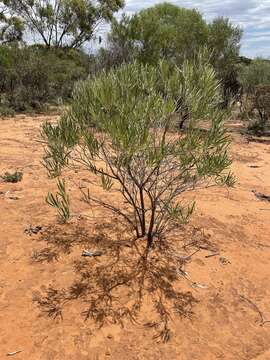 Image of Alectryon oleifolius subsp. canescens S. Reyn.