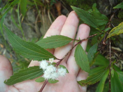 Image of spreading snakeroot