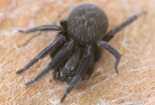 Image of Black house spider