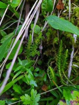 Selaginella selaginoides (L.) Schrank & C. F. P. Mart. resmi