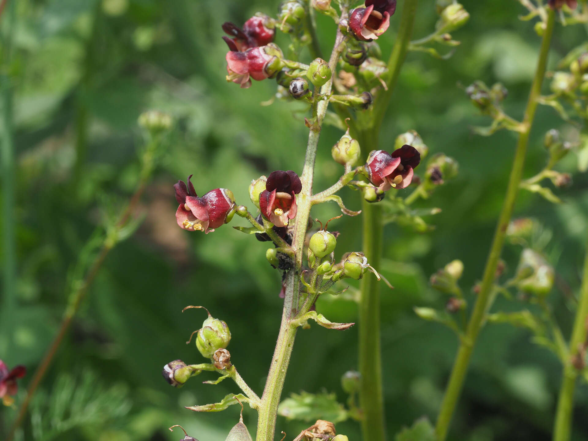 Imagem de Scrophularia umbrosa Dum.