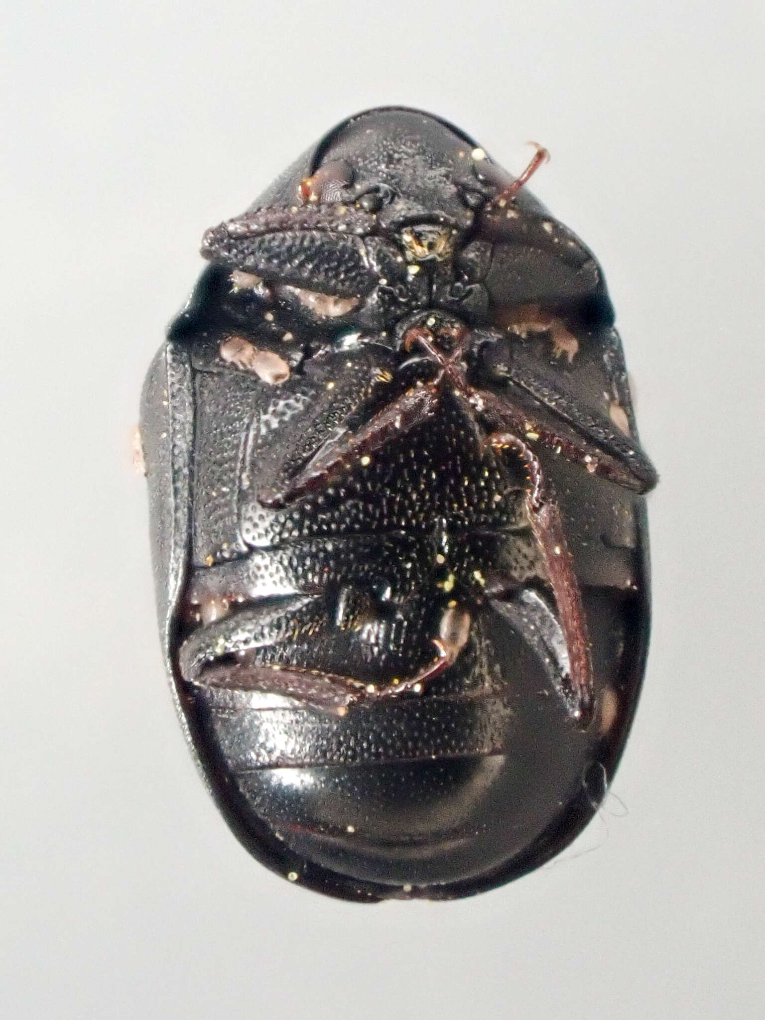 Imagem de Orphilus subnitidus Le Conte 1861