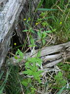 Imagem de Ranunculus pensylvanicus L. fil.