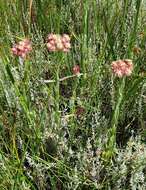 Sivun Helichrysum appendiculatum (L. fil.) Less. kuva