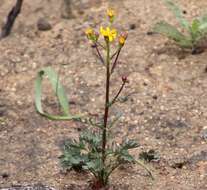 Image of Gander's ragwort