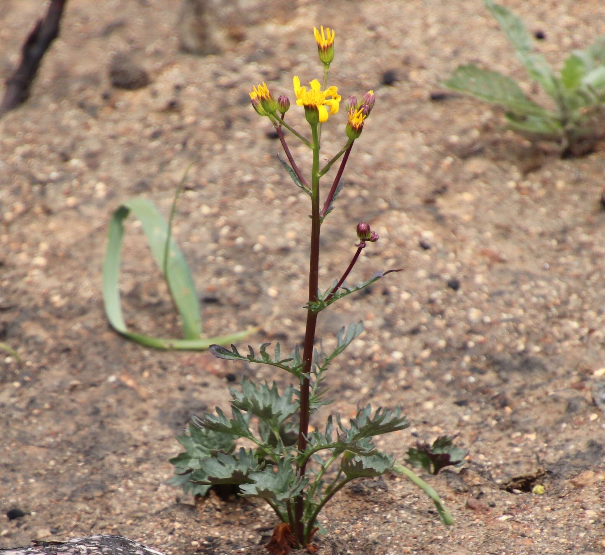 Image of Gander's ragwort