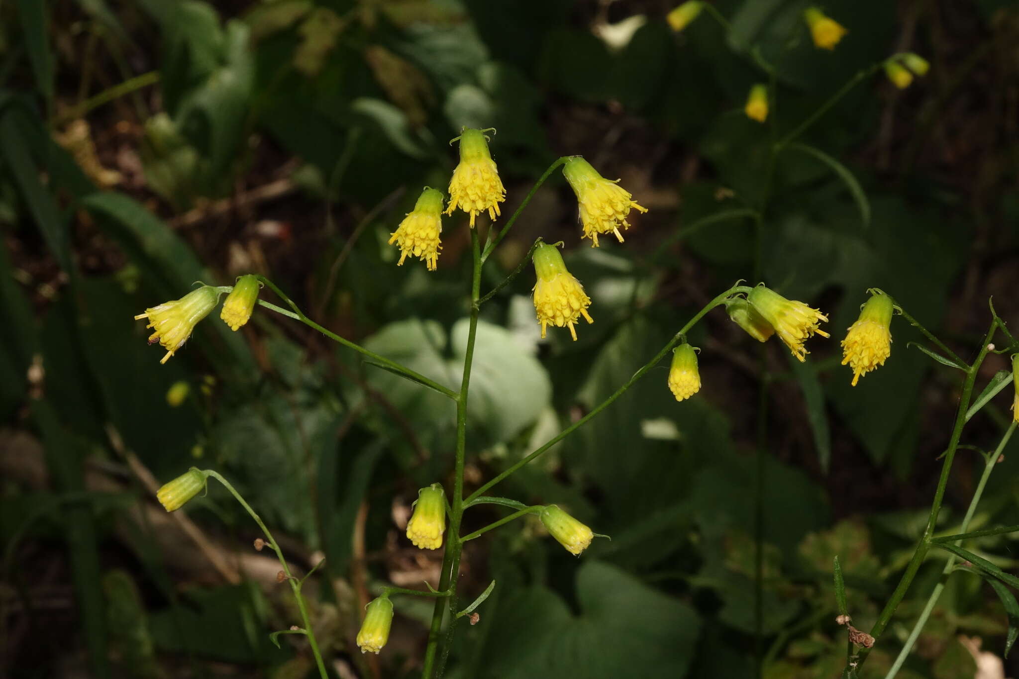 Senecio pudicus Greene的圖片