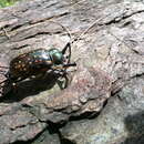 Image of Formosan Long-armed Scarab