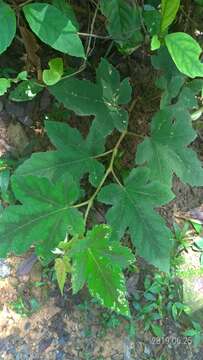 Image of Rubus reflexus var. hui (Diels ex Hu) F. P. Metcalf