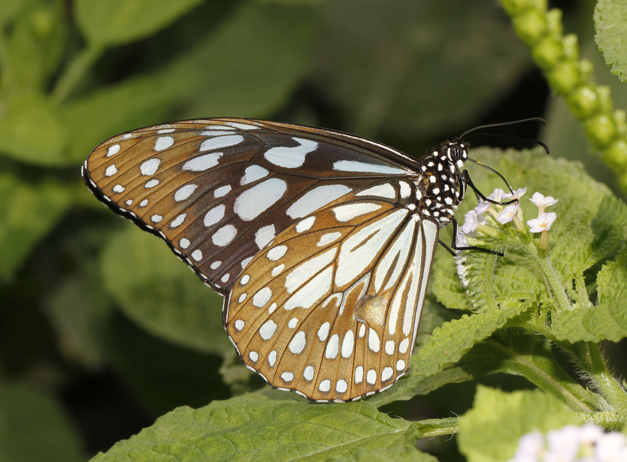 Tirumala limniace exoticus resmi