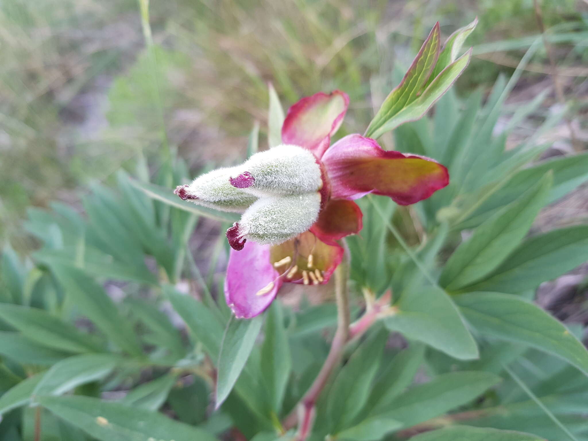 Image of Paeonia officinalis subsp. huthii A. Soldano