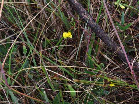 Image of Rhynchosia capensis (Burm. fil.) Schinz