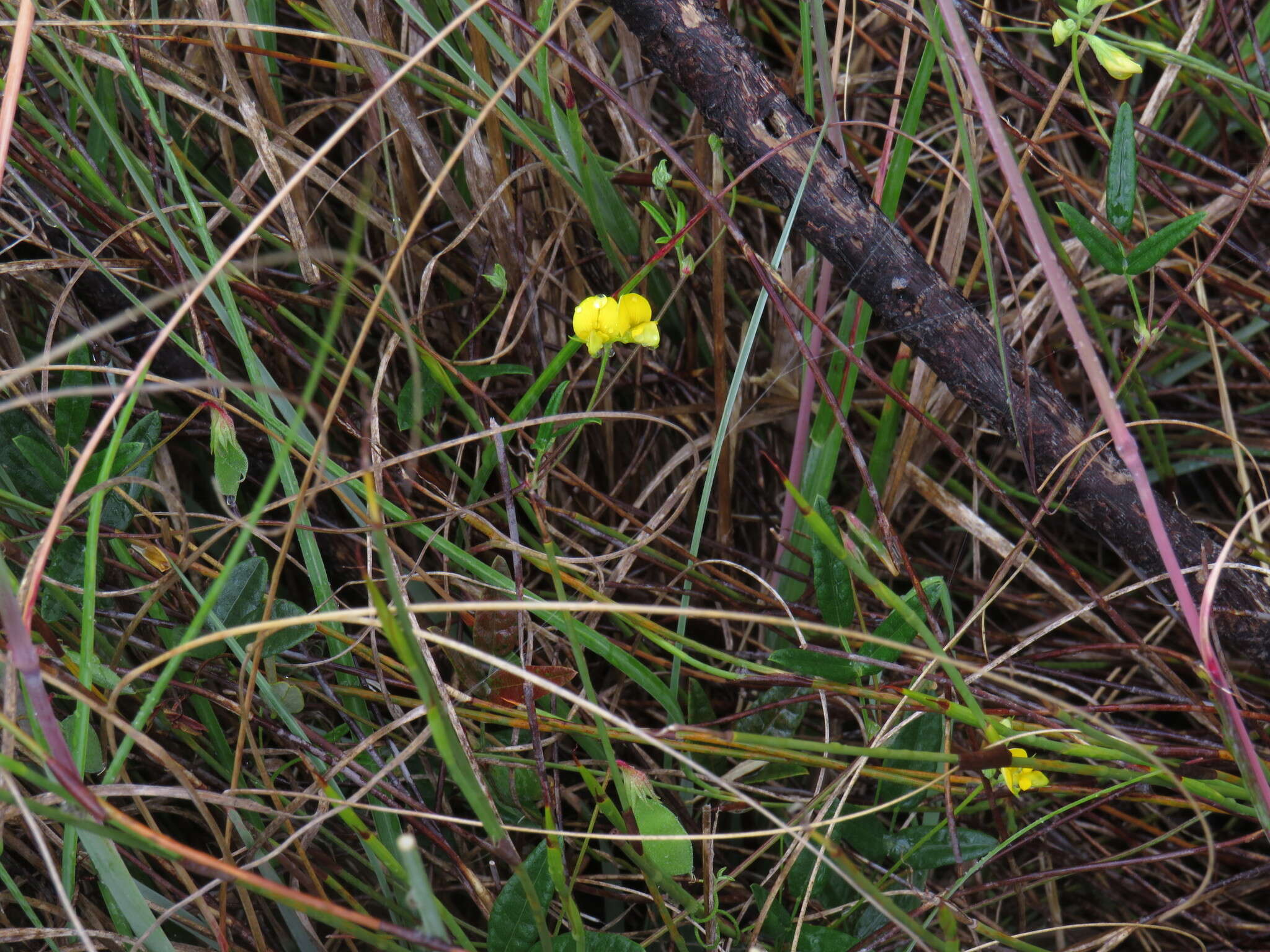 Imagem de Rhynchosia capensis (Burm. fil.) Schinz