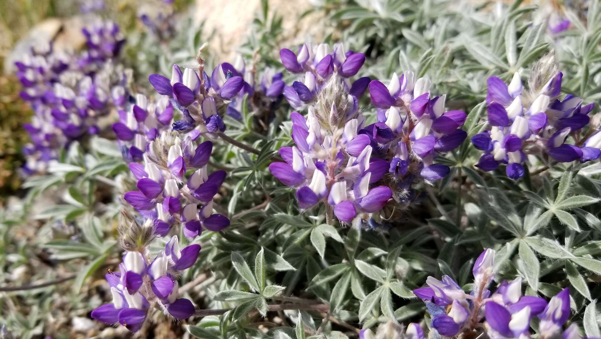 Image of Lupinus sellulus var. lobbii (S. Watson) B. J. Cox