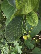 Image of Ehretia dicksonii Hance