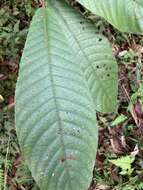 Image of Saurauia tristyla DC.