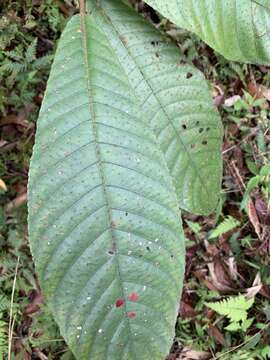 Image de Saurauia tristyla DC.