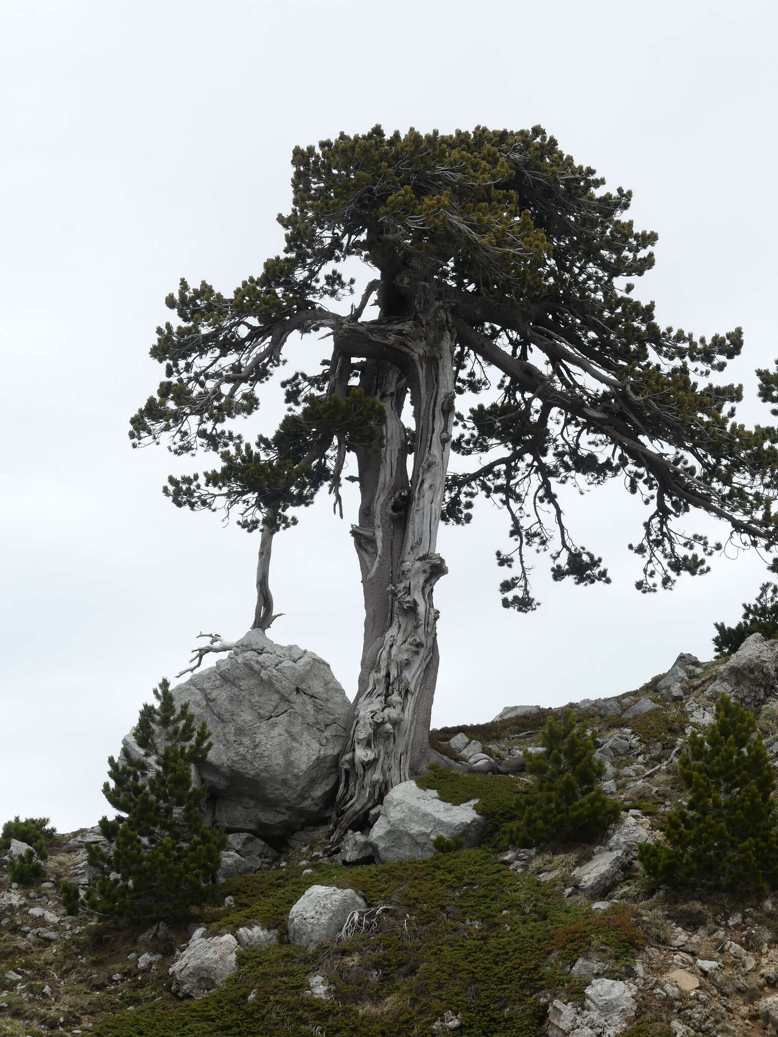 Image of Bosnian Pine