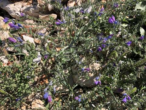 Echium vulgare subsp. pustulatum (Sm.) E. Schmid & Gams的圖片